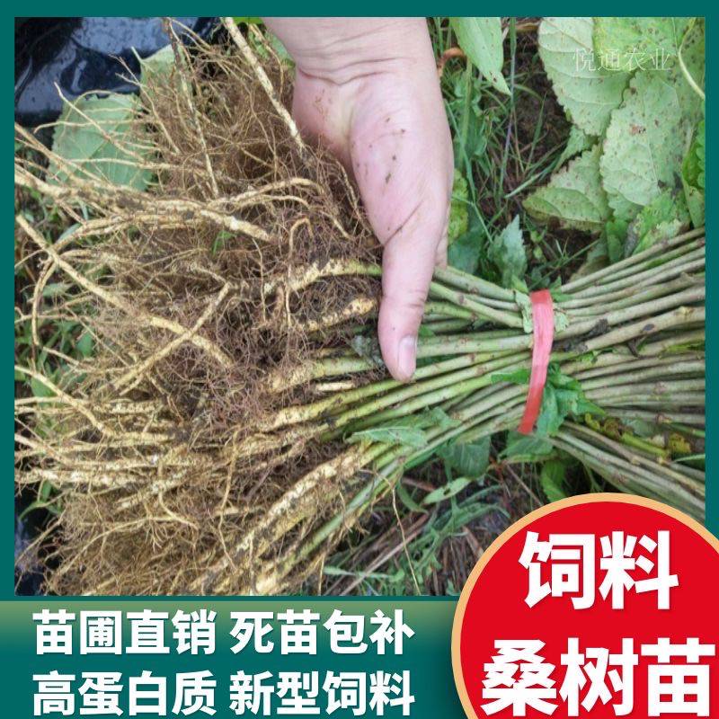 未嫁接桑树实生苗大叶养蚕杂交桑苗高产桑叶树苗养蚕动物饲料