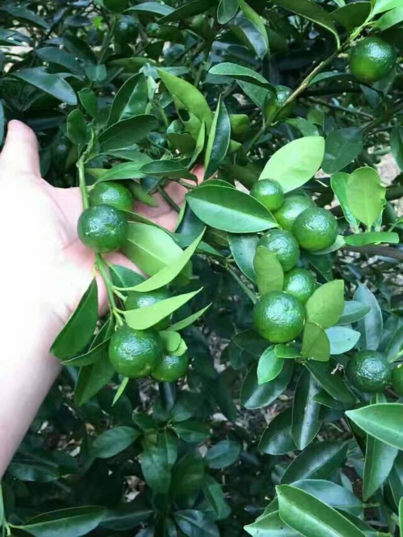 海南青金桔金桔柠檬苗批发柠檬果苗