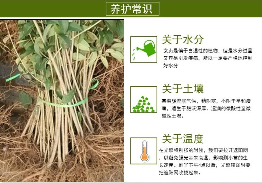 大叶女贞树_大叶女贞绿化苗木_滨海女贞市场行情
