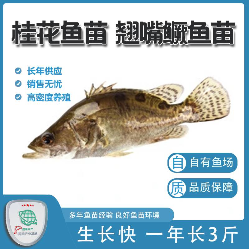 高销活体桂鱼苗好养活质量保证规格多样渔场发货