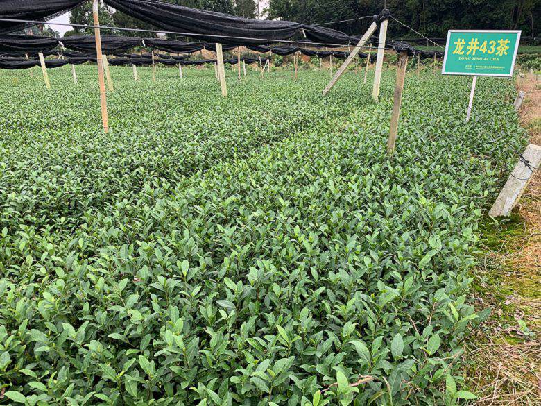 娄底市川茶茶苗厂家直销-白毫早茶苗、川茶茶苗