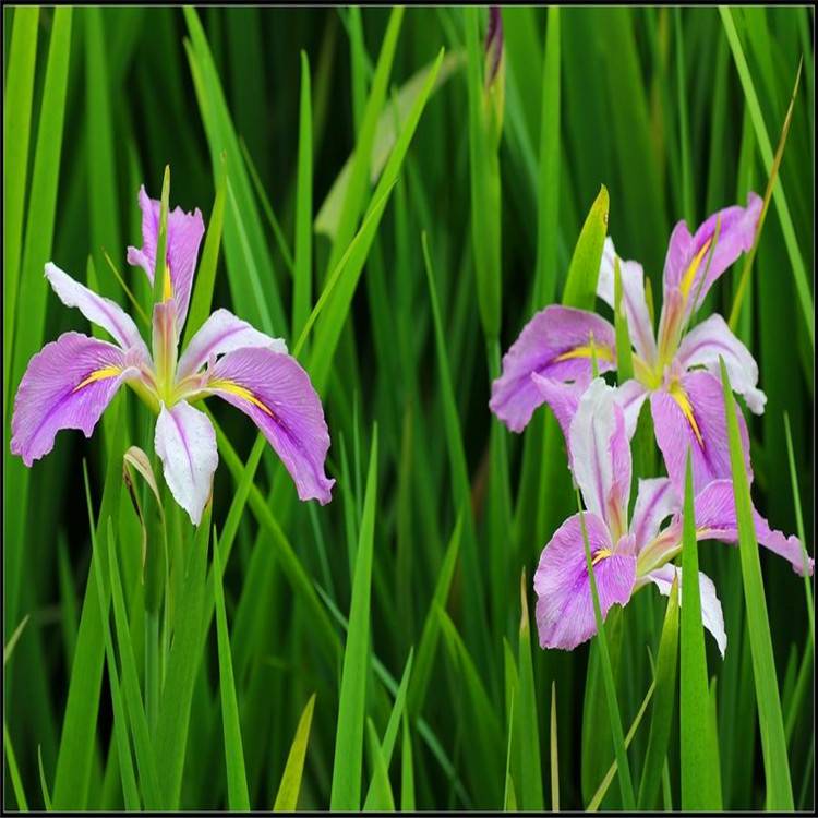 花叶玉蝉花苗圃直销多年生水生草本植物花菖蒲苗