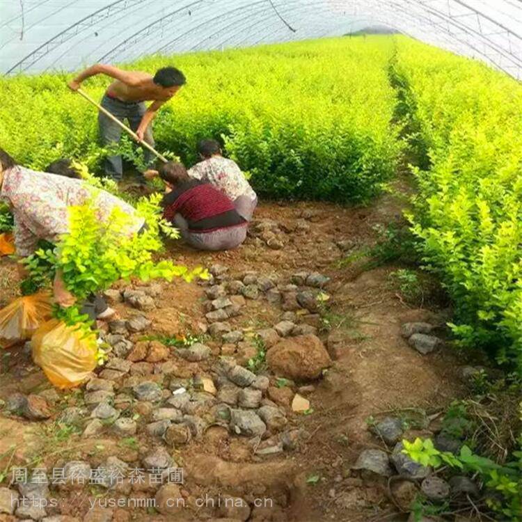 陕西树苗基地冬青园艺景观风景银杏