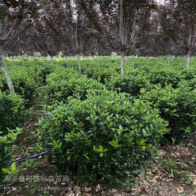 黄绿红色冬青球耐寒旱适应性强北海道苗球公园常青苗木