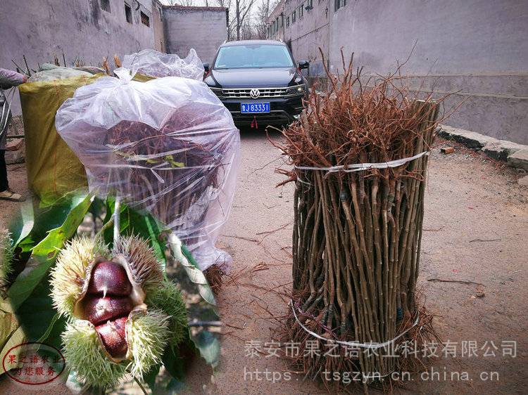 上丰板栗树苗基地、上丰板栗树苗品种怎么样