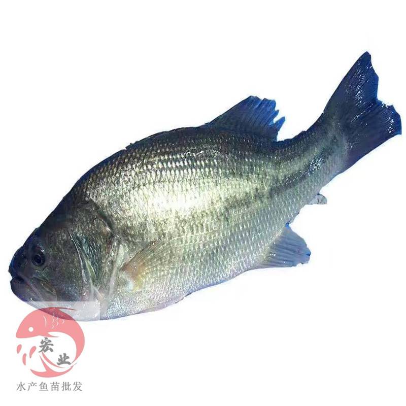 肇慶鱸魚苗規(guī)格鱸魚苗規(guī)格苗