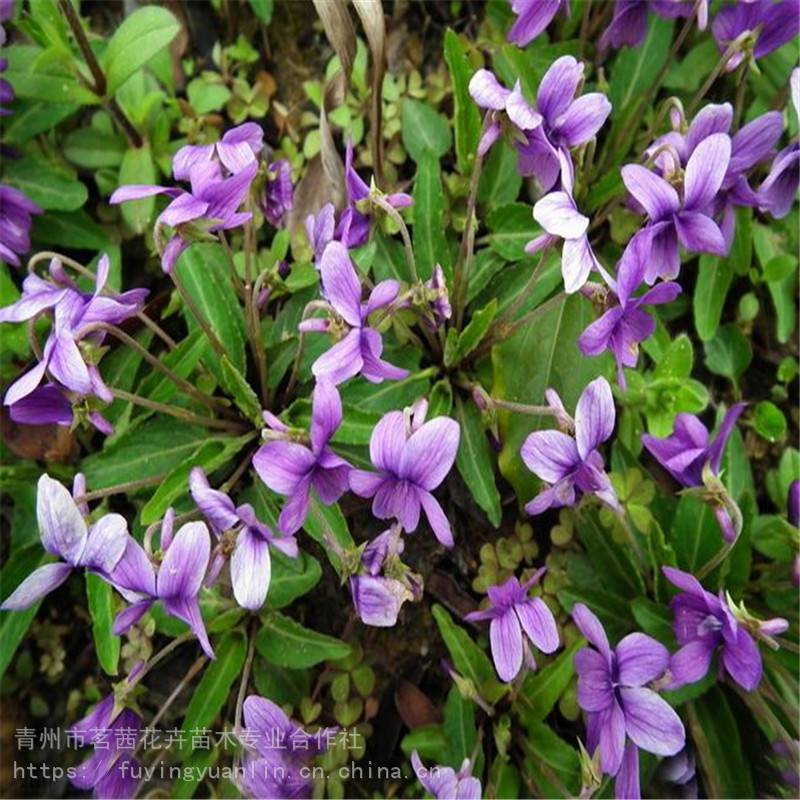 青州宿根草花种类 宿根草花基地图片 青州宿根草花种类 宿根草花基地图片大全 青州市茗茜花卉苗木专业合作社