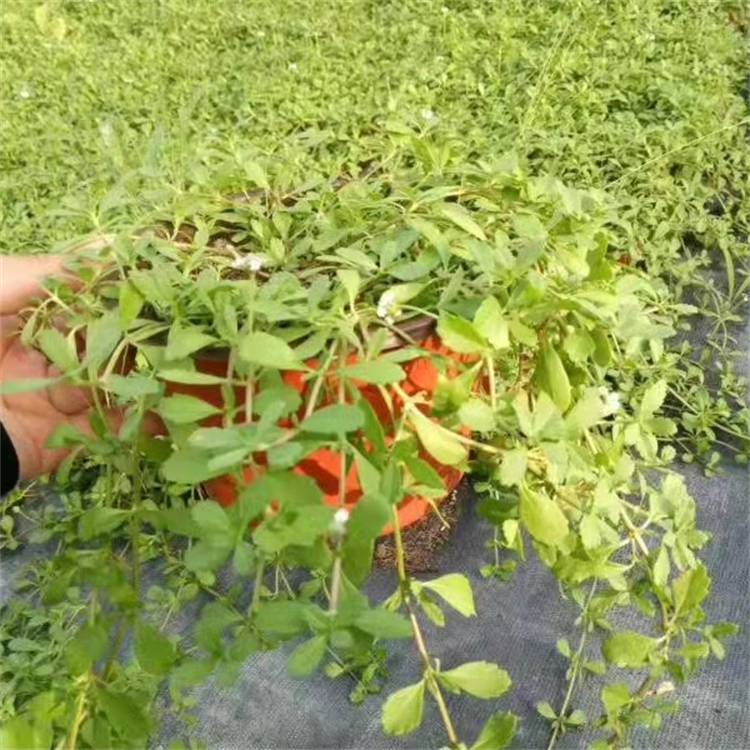 基地供应姬岩垂草园林绿化阳台盆栽花卉粉色花海打造