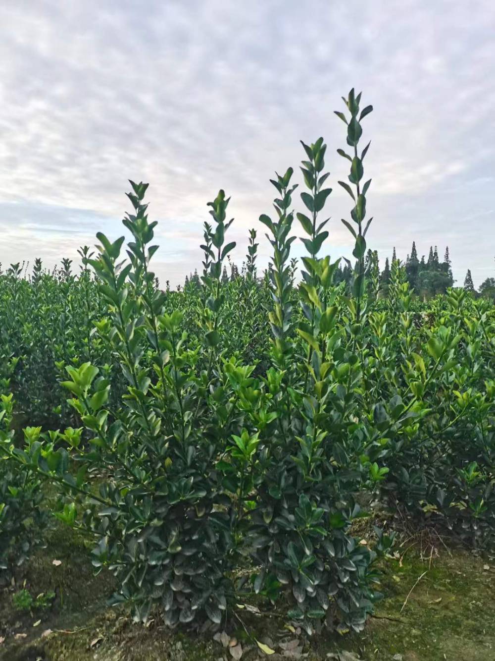 万年青杯苗出售，万年青基地，大叶黄杨批发出售