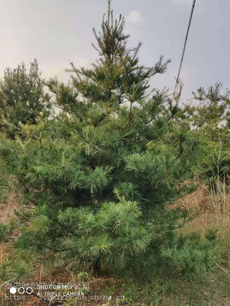 3米華山松 種苗小苗栽培 雲杉市場行情 供應一級品質