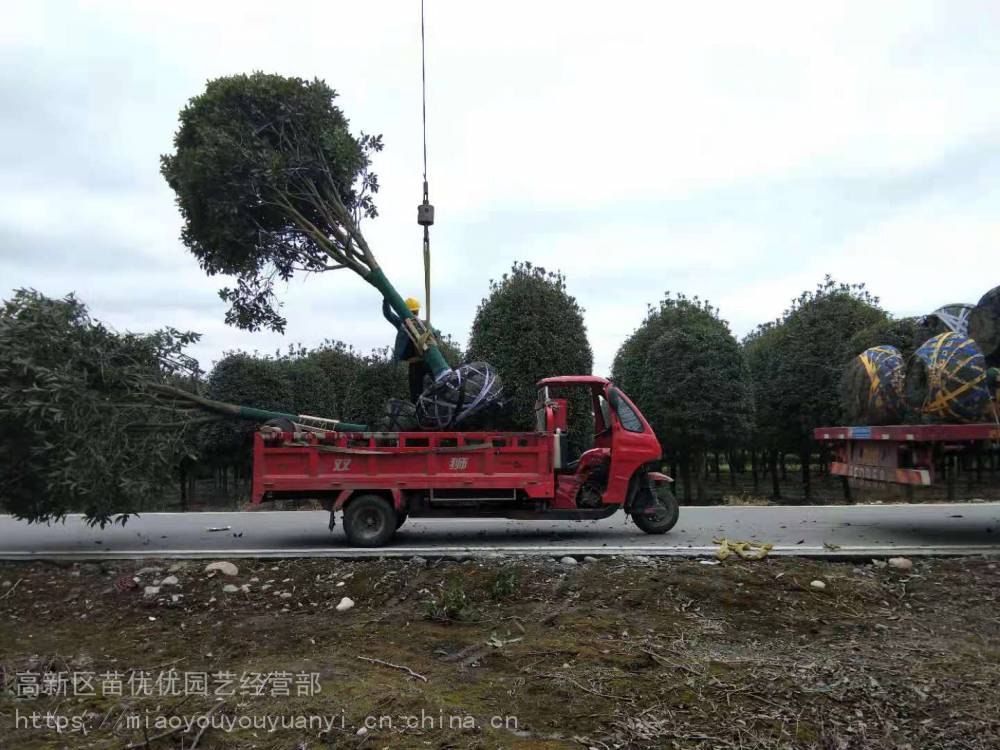 处理桂花出售，桂花基地，腾地桂花处理