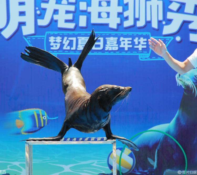 水魔方精彩绝伦的海狮表演动作超多服务所有场地所有人