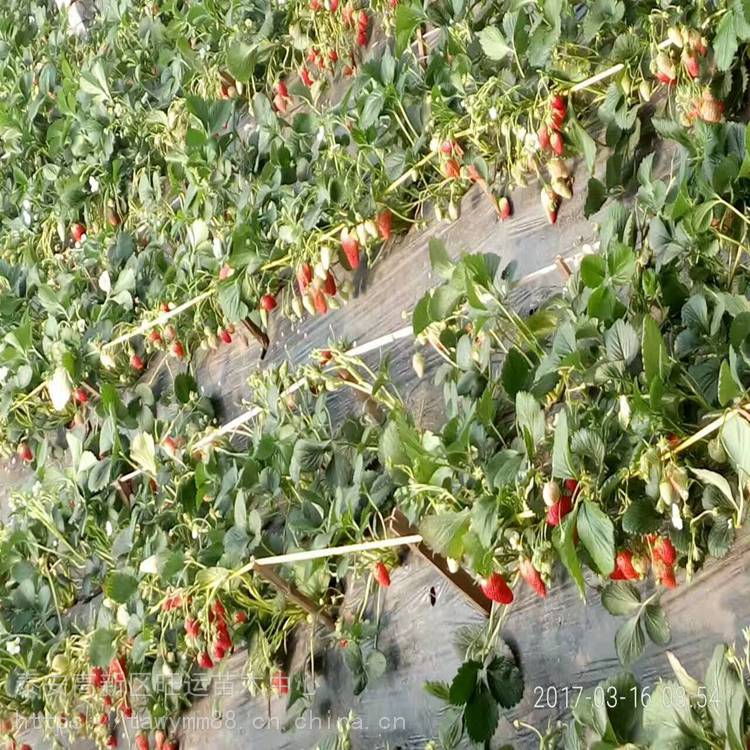 德州市草莓苗价格美香砂草莓苗草优缺点