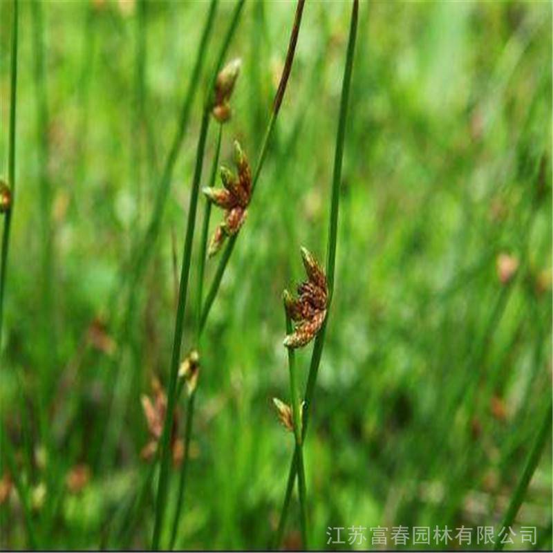 供应基地种植水毛花品优价廉别名三角草水三棱草丝毛草三棱观