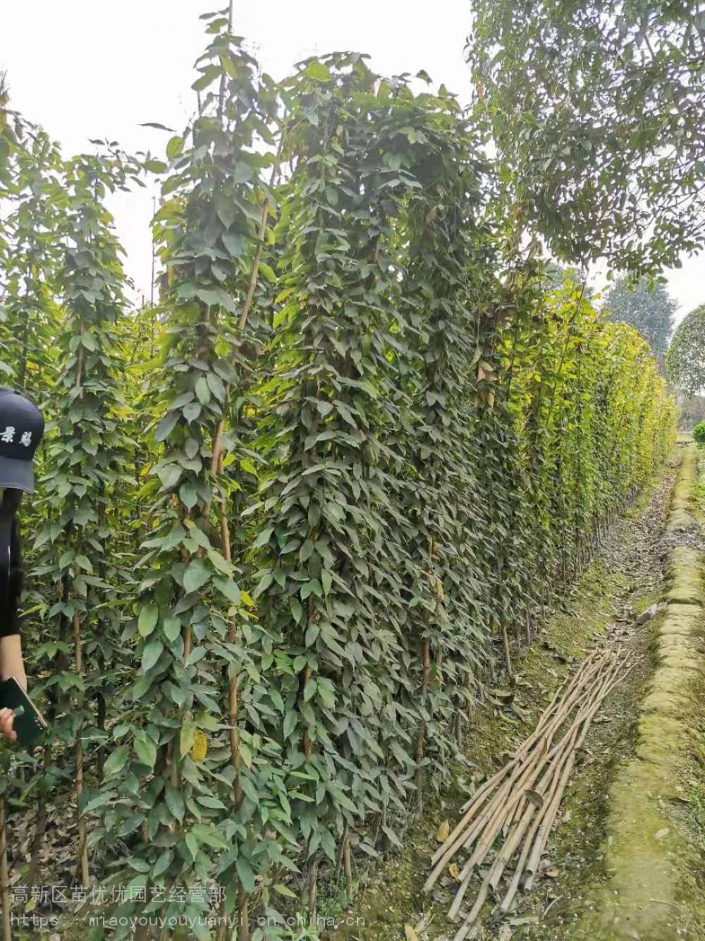 油麻藤批发出售，藤本植物种植基地，油麻藤批发