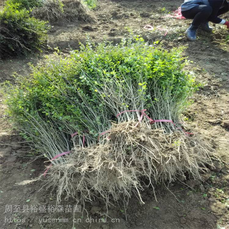 小叶女贞篱笆苗造型绿化苗木北方种植户绿叶女贞球