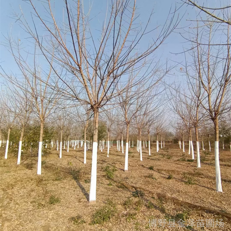 基地种植15公分金叶复叶槭露地栽培办理检疫