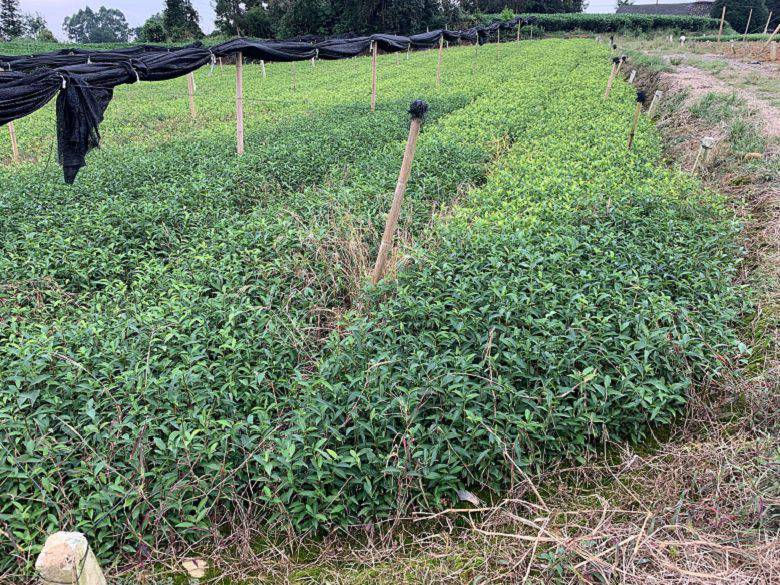 咸宁市龙井43茶苗厂家直销-茶苗价格、龙井43茶苗