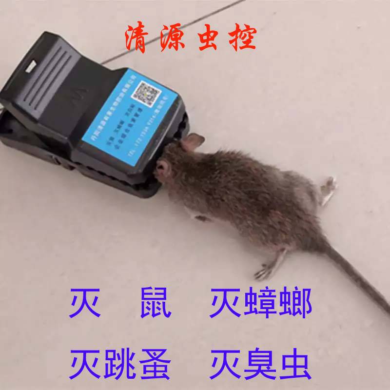清源虫控镇江扬中灭老鼠公司规范灭鼠杀虫上门消杀