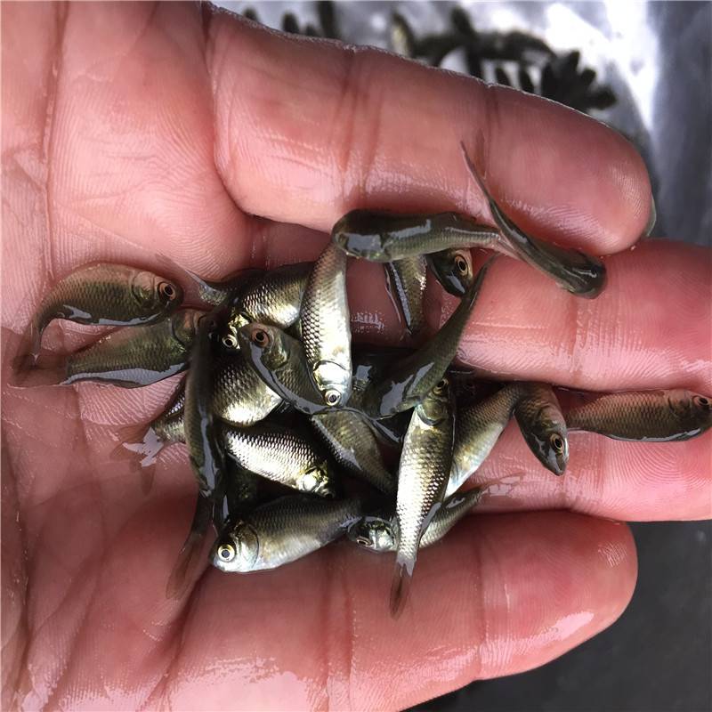 武威雜交鯽魚苗土鯽魚苗養殖基地懷化高背鯽魚苗批發