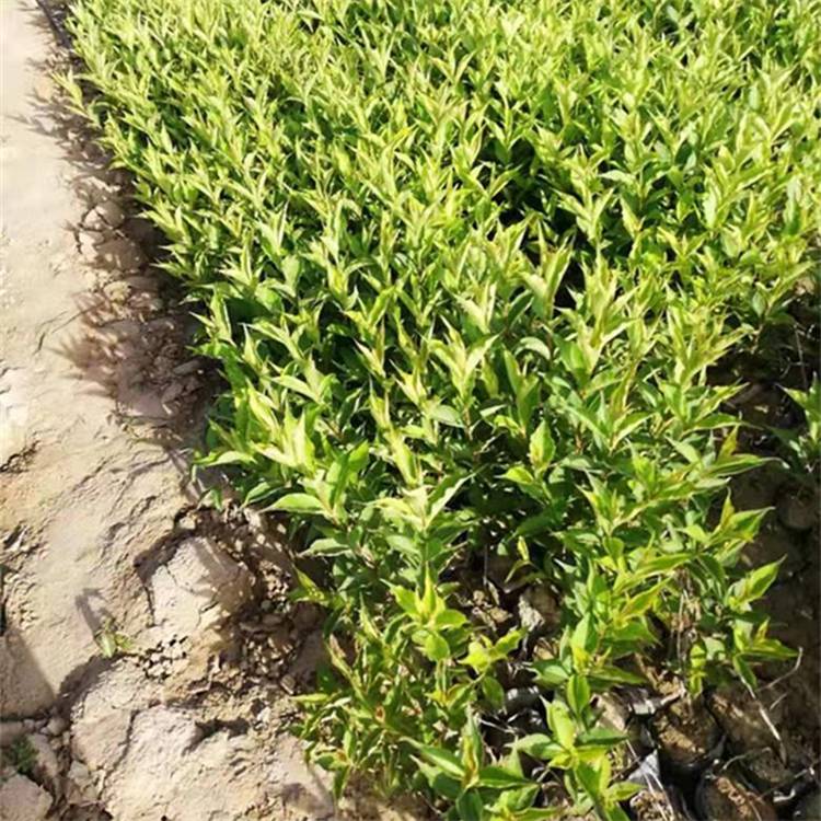 基地批发红王子锦带大小杯苗花坛花镜配植观赏苗别墅小区绿化