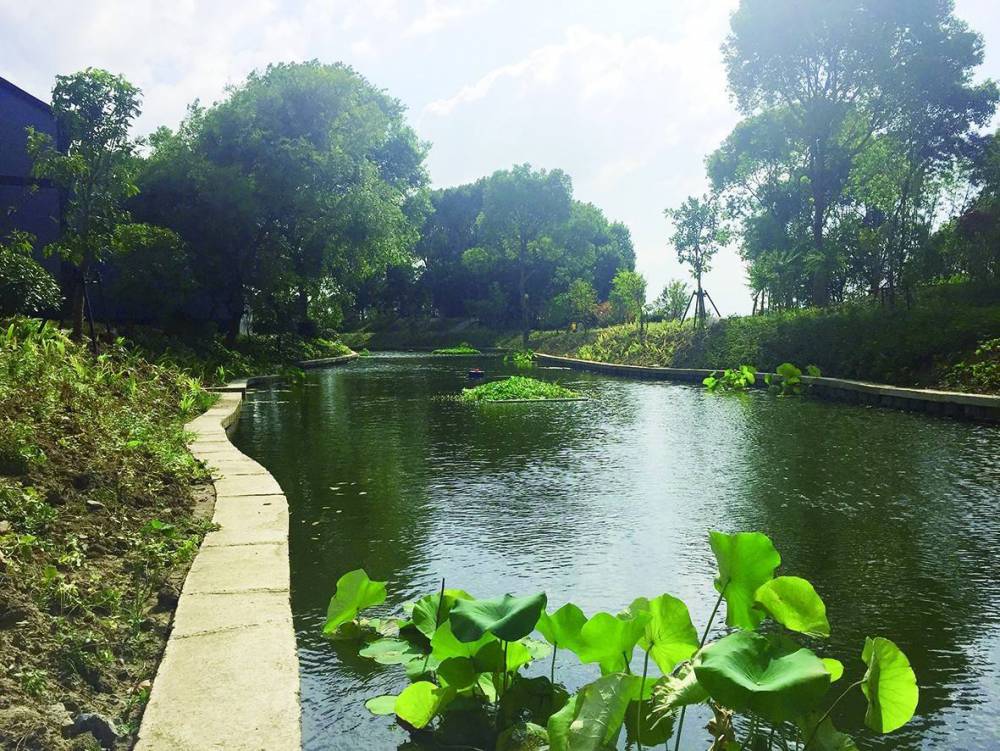 镇江市海面种植浮岛绿化小苗浮岛种植