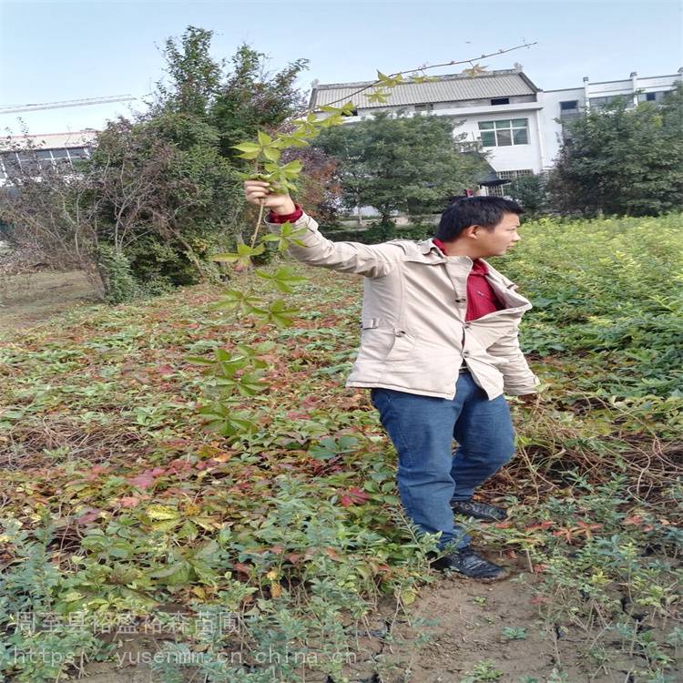 延安变色爬山虎庭院房子爬藤植物q23