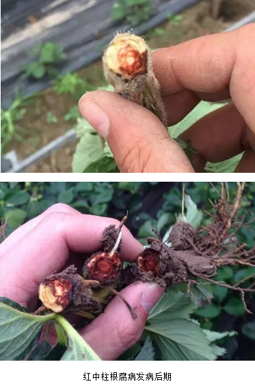 防治草莓紅中柱根腐病青枯立克殺菌劑奧豐農藥廠家供應