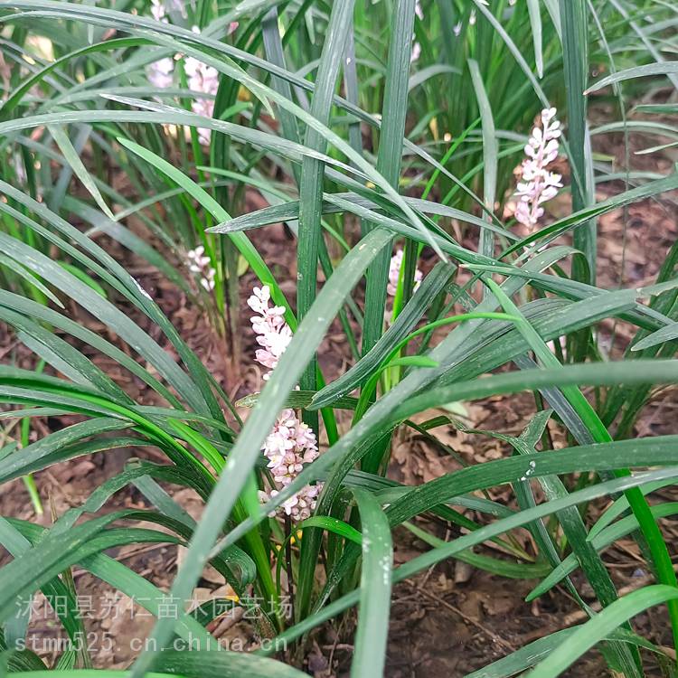 麦冬草坪种植多少钱一平米、报价、图片、品种