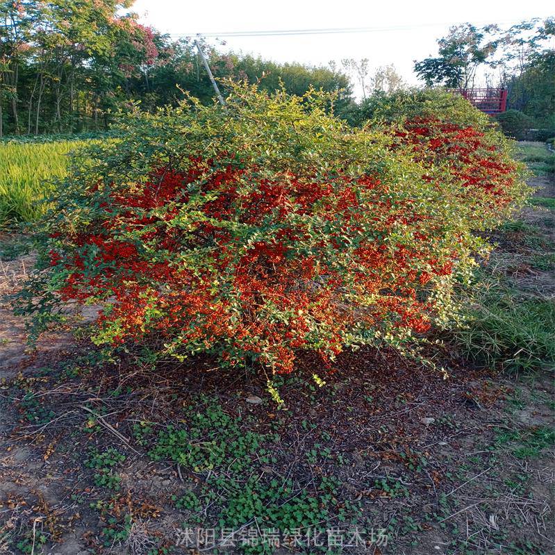 沭阳1.5米火棘球便宜 冠幅一米五精品火棘球 产地直发