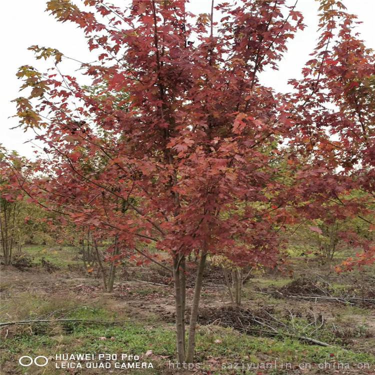 绿化美国红枫常年供应美国红枫秋火焰批发