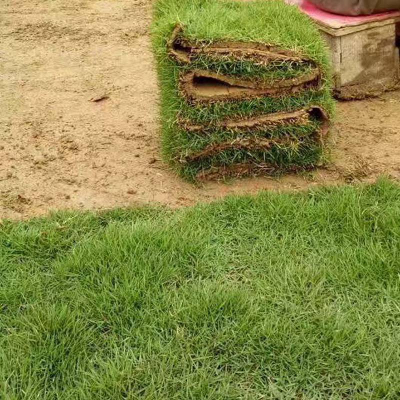 馬尼拉草皮 眉山山體邊坡綠化用的矮生百慕大草坪出售價格 哪家比較好