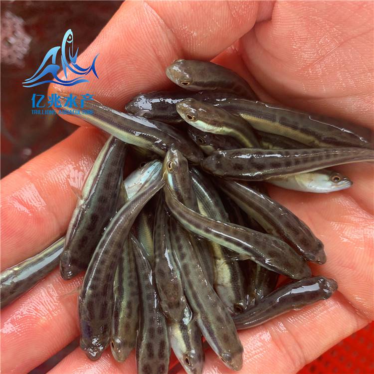 農(nóng)業(yè)養(yǎng)殖淡水生魚苗億兆體型靚烏鱧生長快生魚苗大量出售