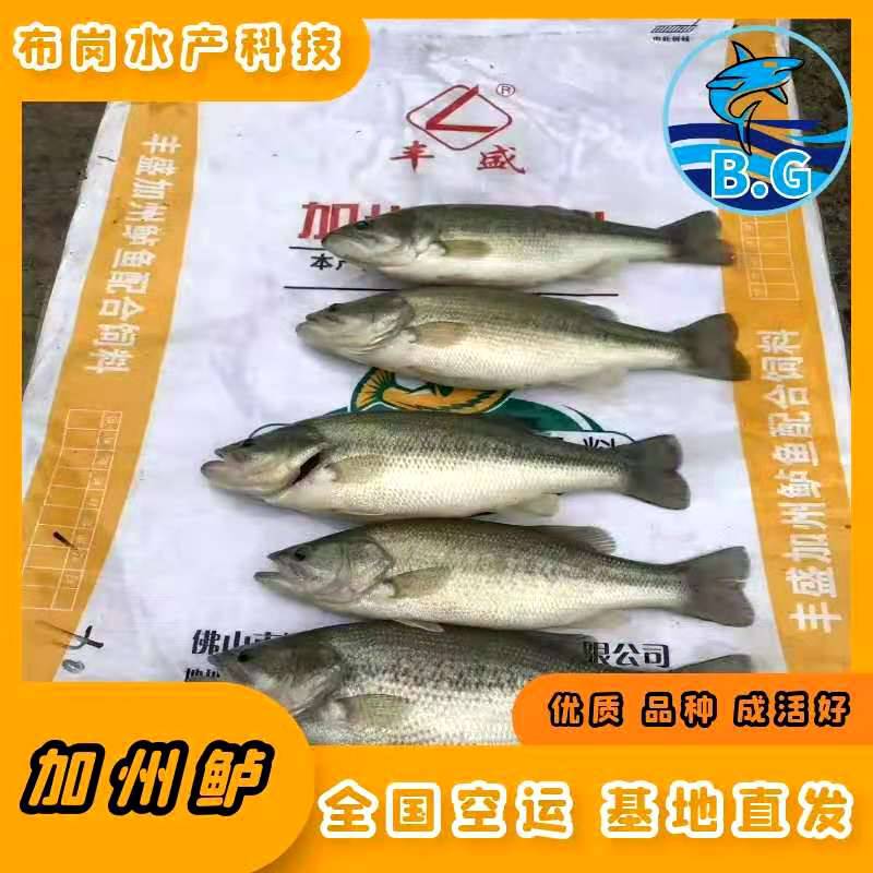 大量加州鱸魚苗批發(fā)廠家直銷鱸魚苗苗大口黑鱸魚苗報價全國空運