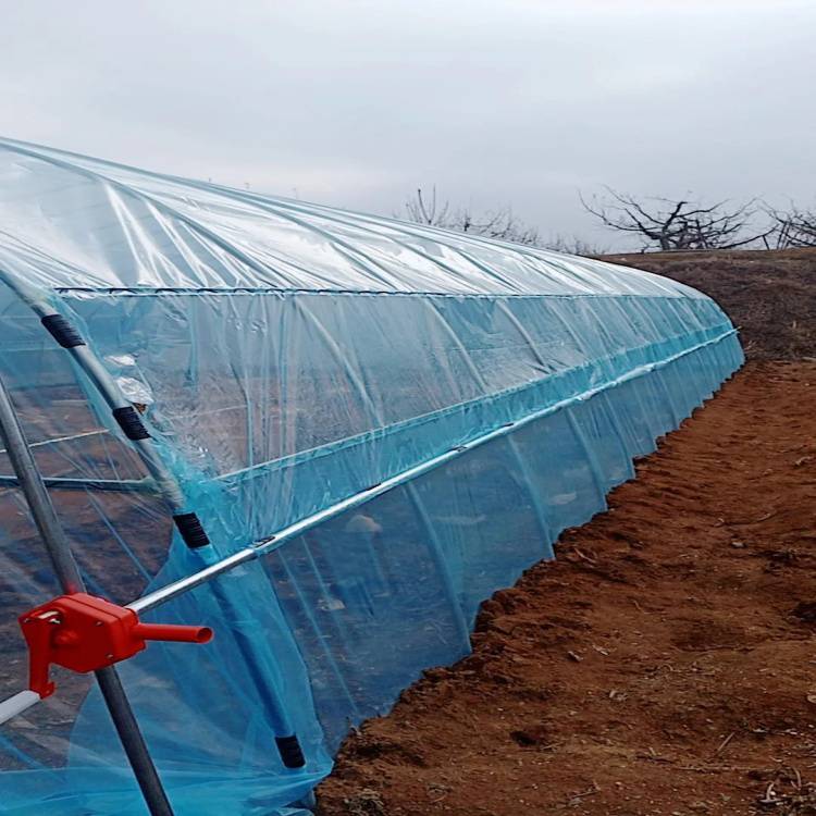 泉州金门菌菇种植大棚温室蔬菜建设透明颜色中科光照均匀ZKJM-01