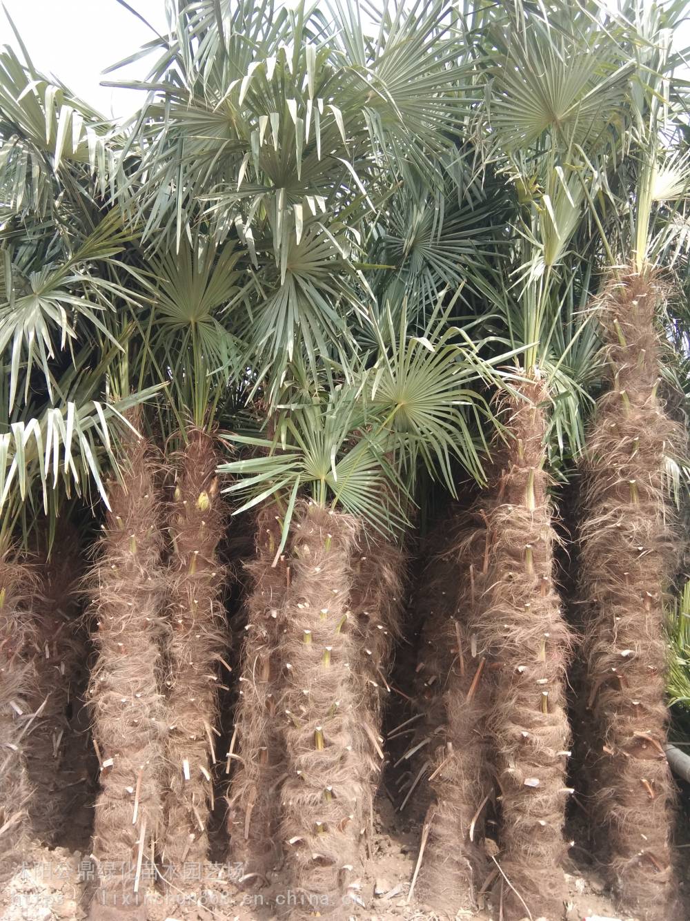 基地供应景观植物棕榈树散尾葵规格1-5米苏北苗木基地