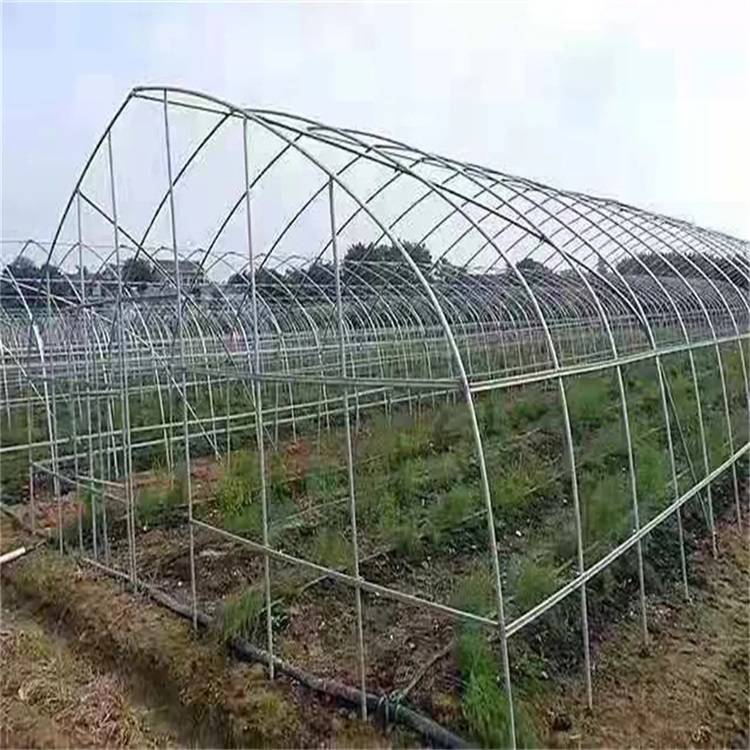 南宁邕宁 温室养殖种植 智能玻璃 农业用连体栋塑料大棚 ZKYN-03
