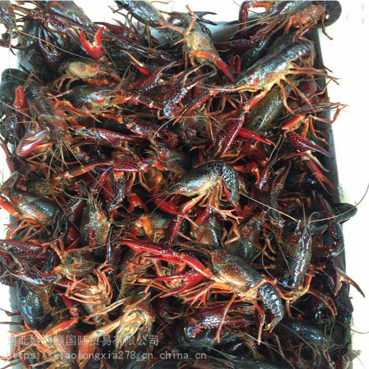 全国小龙虾批发价格原产地发货