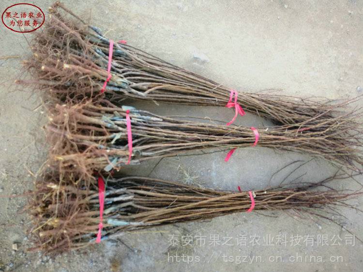 吊干杏树苗基地、吊干杏树苗特价批发 