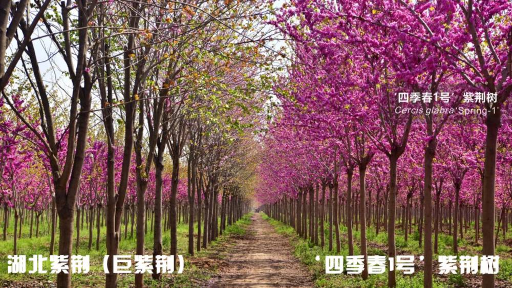 红花大乔木 ‘四季春1号’紫荆树图片
