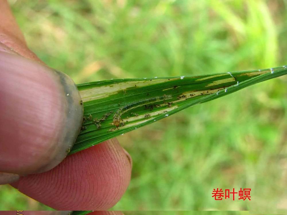 虫螨腈的作用特点12虫螨腈虱螨脲高效杀虫剂