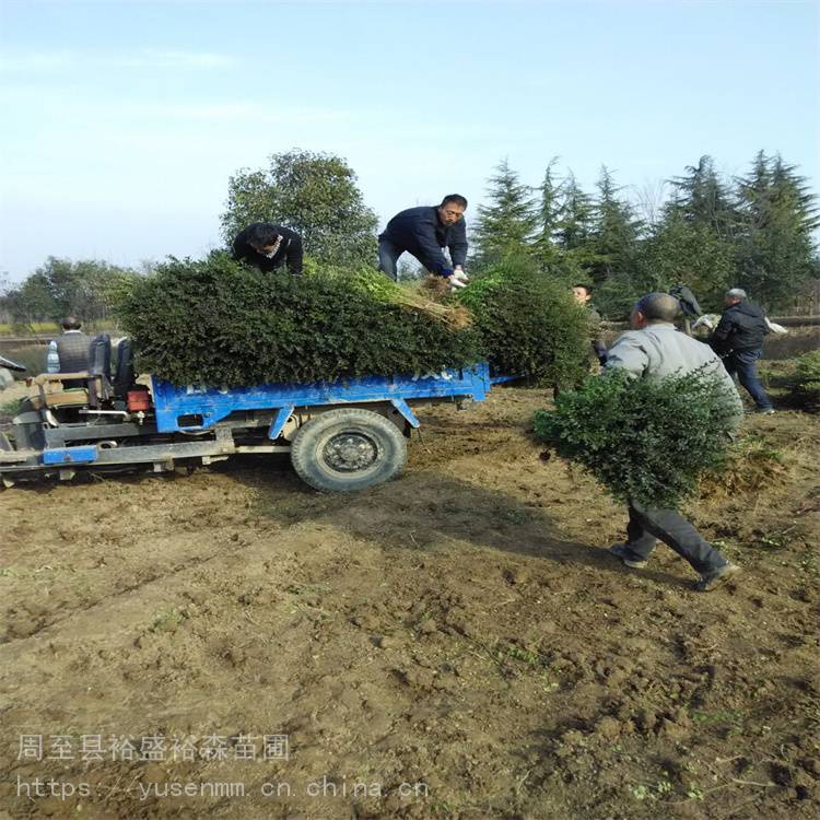 100高丛生大苗陕西周至绣线菊常用绿化苗木