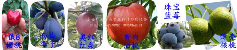 泰安市果之语农业科技有限公司