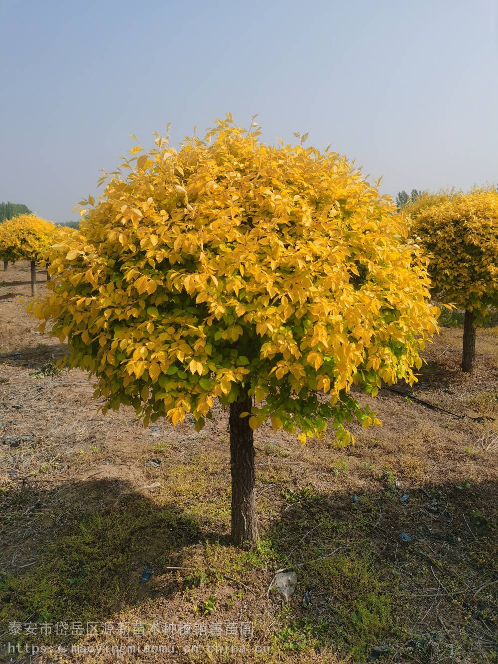 苗圃供应金叶榆 金叶榆种植绿篱色块 庭院观赏点缀色块绿化