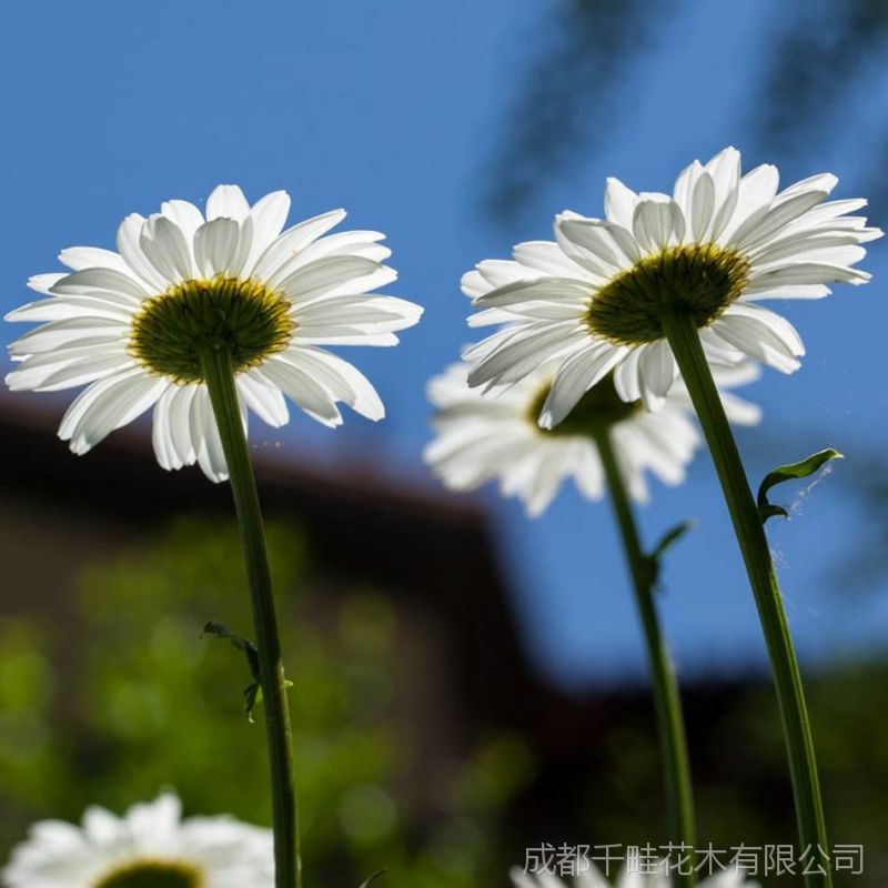 大濱菊種子 大白菊批發園林花卉花種 西洋濱菊 現貨供應花種草種