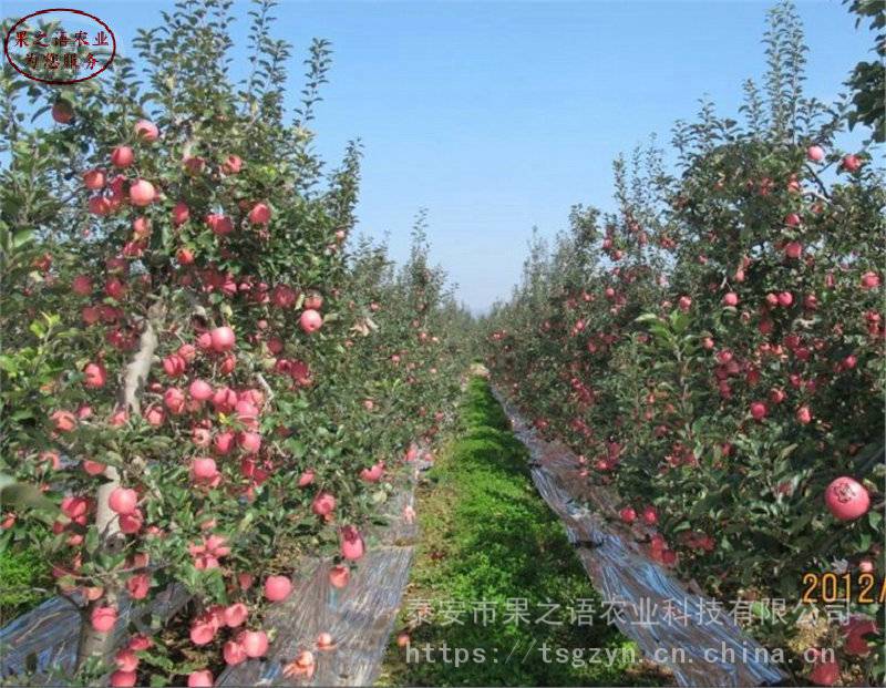 静香苹果树苗图片、静香苹果树苗供应