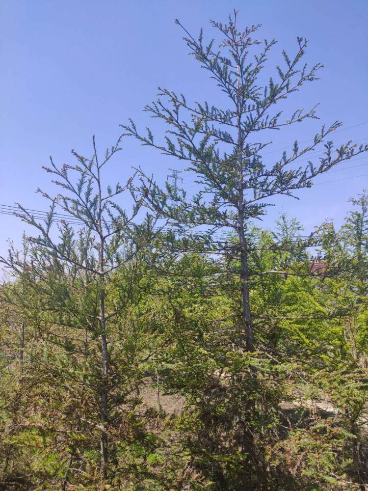 四川红杉苗四川红杉树苗四川北美红杉苗