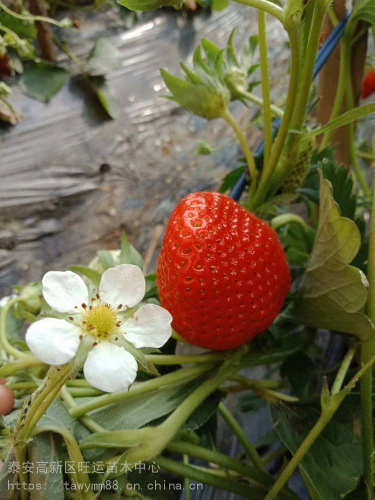 美国13号草莓苗即早熟红颜草莓苗基地绿化苗较新价格