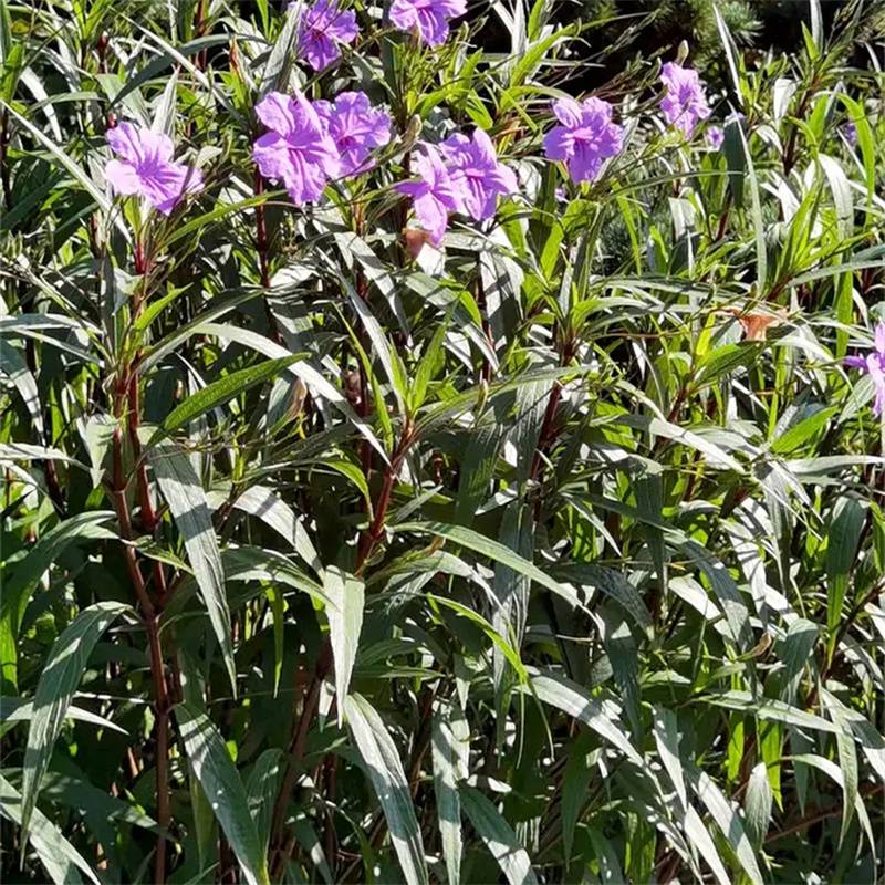 兰花莉花坛花镜租摆阳台盆栽小区庭院公园造景绿化