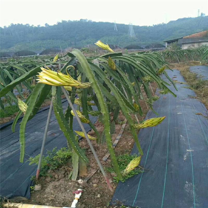 樱桃园防草布的规格尺寸 润业土工